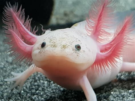 they are just over 9 weeks old and are 4-6cm. . Female axolotl for sale